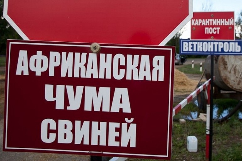Африканская чума свиней.