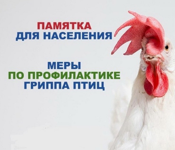 ГРИПП ПТИЦ: КАК ЗАЩИТИТЬ ПОДВОРЬЕ. ГРИПП ПТИЦ: КАК ЗАЩИТИТЬ ПОДВОРЬЕ.